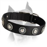 American Staffordshire Terrier Nylon Dog Collar With Silver Conchos