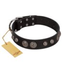 "Tricky Ricky" FDT Artisan Black Leather Amstaff Collar Adorned with Silver-Like Conchos