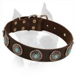 Stylish Wide Amstaff Leather Dog Collar With Blue Stones