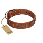 "Silver Century" Fashionable FDT Artisan Tan Leather Amstaff Collar with Silver-Like Plates