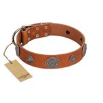 "Foxy Nature" FDT Artisan Tan Leather Amstaff Collar with Chrome Plated Brooches