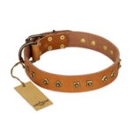 "Autumn Story" FDT Artisan Leather Amstaff Collar with Old Bronze Look Studs