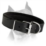 Padded Amstaff Leather Dog Collar For Walking And Training
