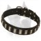 Amazing Leather Dog Collar With Plates For Amstaff Dog Breed