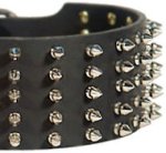 Beautiful American Staffordshire Terrier 3 inch Spiked Leather Dog Collar