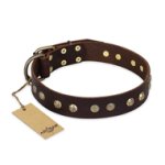 "Bronze Sheen" FDT Artisan Leather Amstaff Collar with Brass-Plated Studs