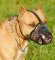 Barbed Wire Painted Leather American Staffordshire Terrier Muzzle