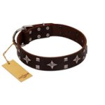 "Trendy Candy" FDT Artisan Brown Leather Amstaff Collar Adorned with Stars and Tiny Squares