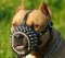Studs Leather Dog Muzzle for American Staffordshire Terrier