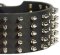 Beautiful American Staffordshire Terrier 3 inch Spiked Leather Dog Collar