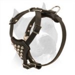 Studded Leather Amstaff Puppy Harness