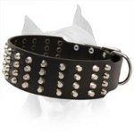 Wide Studded Leather Dog Collar For American Staffordshire Terrier