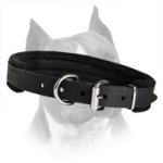 Wide Training Amstaff Dog Collar With Soft Padding