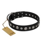 "Genteel Charm" FDT Artisan Black Leather Amstaff Collar with Silver-like Round Conchos