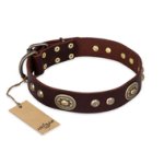 "Breath of Elegance" FDT Artisan Decorated with Plates Brown Leather Amstaff Collar