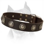 Amazing Amstaff Leather Dog Collar Decorated With Silver Conchos