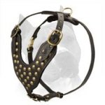 Studded Leather Dog Harness For American Staffordshire Terrier