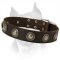 Amazing Amstaff Leather Dog Collar Decorated With Silver Conchos