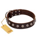 "Lucky Silver" Designer Handmade FDT Artisan Brown Leather Amstaff Collar