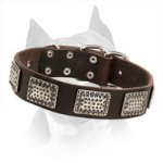 Outstanding Leather Amstaff Collar with Vintage Nickel Plates