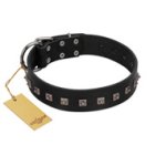 "Natural Beauty" Premium Quality FDT Artisan Black Designer Amstaff Collar with Dotted Studs