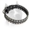 2 Rows Studded Leather Amstaff Collar