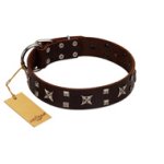 "Bigwig Woof" FDT Artisan Brown Leather Amstaff Collar with Chrome Plated Stars and Square Studs