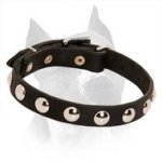 Amstaff Leather Collar with Massive Nickel Half Ball Studs