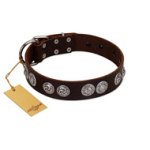 "High and Mighty" FDT Artisan Classy Brown Leather Amstaff Collar with Embellished Brooches