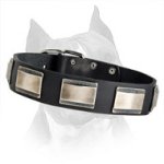 American Staffordshire Terrier Leather Dog Collar With Nickel Plates