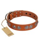 "Woofy Majesty" FDT Artisan Tan Leather Amstaff Collar with Round Silver-like Plates