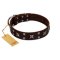 "Bigwig Woof" FDT Artisan Brown Leather Amstaff Collar with Chrome Plated Stars and Square Studs