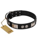 "Grand Wear" FDT Artisan Black Leather Amstaff Collar with Shining Plates and Spiked Studs