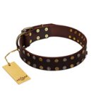 "To the Moon and Back" FDT Artisan Brown Leather Amstaff Collar with Bronze-like Star Studs