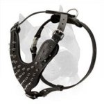 Spiked Leather Dog Harness for Amstaff Dog Breed