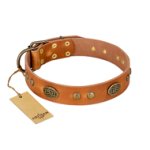 "Sun Beams" FDT Artisan Tan Leather Amstaff Collar with Decorations