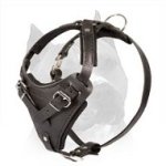Agitation Leather Dog Harness For Amstaff Dog Breed