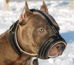Amstaff padded leather dog muzzle- Pitbull padded muzzle M88