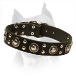 'Rock n Roll' Leather Amstaff Collar with Antique Design