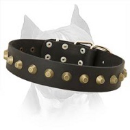 Decorated With Brass Pyramids Amstaff Leather Dog Collar