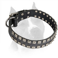 2 Rows Studded Leather Amstaff Collar