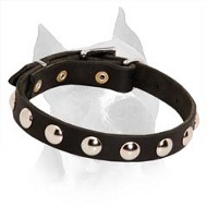 Amstaff Leather Collar with Massive Nickel Half Ball Studs