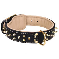 Premium Nappa Padded Leather Amstaff Dog Collar