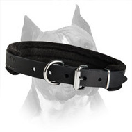 Wide Training Amstaff Dog Collar With Soft Padding