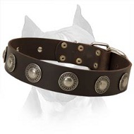 Amazing Amstaff Leather Dog Collar Decorated With Silver Conchos