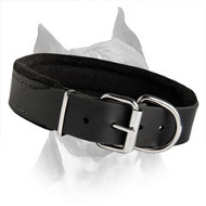 Padded Amstaff Leather Dog Collar For Walking And Training