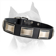 American Staffordshire Terrier Leather Dog Collar With Nickel Plates