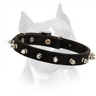 Modern Spiked Leather Dog Collar For Walking In Style With Your Amstaff Dog Breed