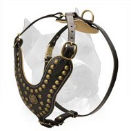 Exceptional Design Of Amstaff Leather Dog Harness