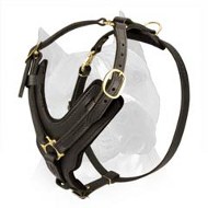 Exclusive Soft Padded Amstaff Leather Dog Harness